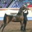 RRG Camelot