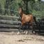 Radiance Best in Socks