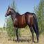 DASHING MOVE FAME