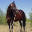 DASHING MOVE FAME