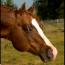 Always Dignified