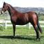 Futurity's Dutchess