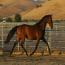Futurity's Dutchess