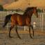 Futurity's Dutchess