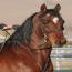 Futurity's Musical Ice