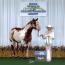 Special Clu/A Special Clu    AQHA/APHA