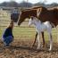 Special Clu/A Special Clu    AQHA/APHA