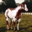 Special Clu/A Special Clu    AQHA/APHA