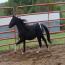 Pony Vistas Curtain Call