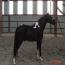 Pony Vistas Curtain Call