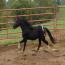 Pony Vistas Curtain Call