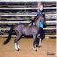 Pony Vistas Curtain Call