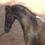 Pony Vistas Curtain Call
