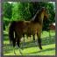 Royaltys Moonraker