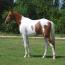 Oshquahs Mystic