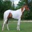 Oshquahs Mystic