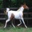 Oshquahs Mystic