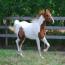 Oshquahs Mystic