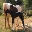 Black Beauty