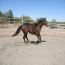 Drop Dead Gorgeous Mare-Shotgun's Baretta