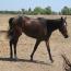 Drop Dead Gorgeous Mare-Shotgun's Baretta