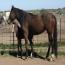 Drop Dead Gorgeous Mare-Shotgun's Baretta