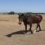 Drop Dead Gorgeous Mare-Shotgun's Baretta