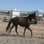 Drop Dead Gorgeous Mare-Shotgun's Baretta