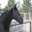 Look's Black Diamond