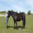 Look's Black Diamond
