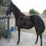 Look's Black Diamond