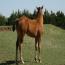 My Awesome Image 2011 Colt
