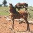 My Awesome Image 2011 Colt