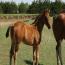 My Awesome Image 2011 Colt