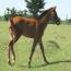 My Awesome Image 2011 Colt