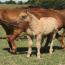Zipecodes Satin Doll 2011 Filly