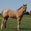 Zipecodes Satin Doll 2011 Filly