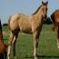Zipecodes Satin Doll 2011 Filly