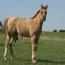 Zipecodes Satin Doll 2011 Filly