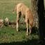 Zipecodes Satin Doll 2011 Filly