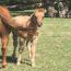 Zipecodes Satin Doll 2011 Filly