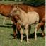 Zipecodes Satin Doll 2011 Filly