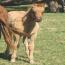 Zipecodes Satin Doll 2011 Filly
