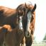 Miss Tina Temon 2011 Colt