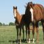 Miss Tina Temon 2011 Colt
