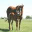 Miss Tina Temon 2011 Colt