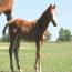 Miss Tina Temon 2011 Colt