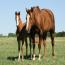 Miss Tina Temon 2011 Colt