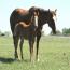 Miss Tina Temon 2011 Colt
