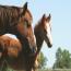 Miss Tina Temon 2011 Colt
